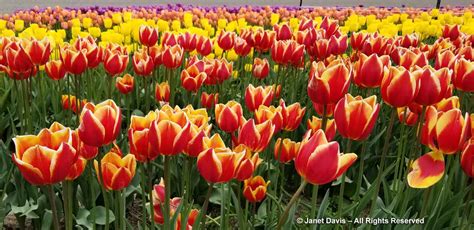 Tulipa Denmark Abbotsford Tulip Festival Janet Davis Explores Colour