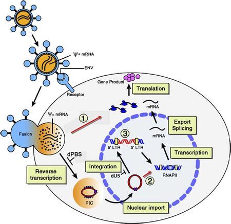 Lentiviral Vectors In Gene Therapy Microbewiki