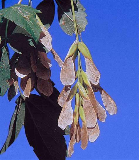 Albums 102 Pictures Pictures Of Box Elder Trees Excellent