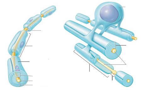 Myelin sheath Diagram | Quizlet