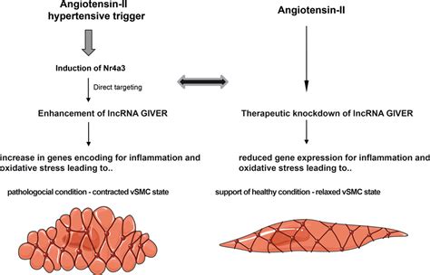 Vascular Smooth Muscle Cell Remodeling Circulation Research