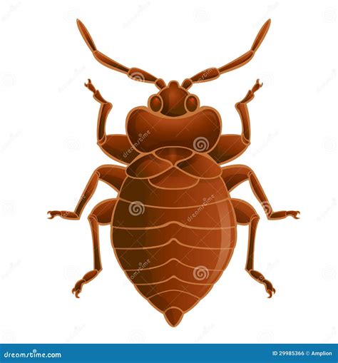 Bedbug Set Stock Image | CartoonDealer.com #82338295