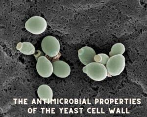 The Antimicrobial Properties Of The Yeast Cell Wall - Hiyeast