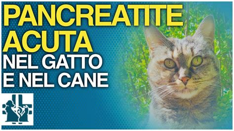 Pancreatite Acuta Nel Cane E Nel Gatto Youtube