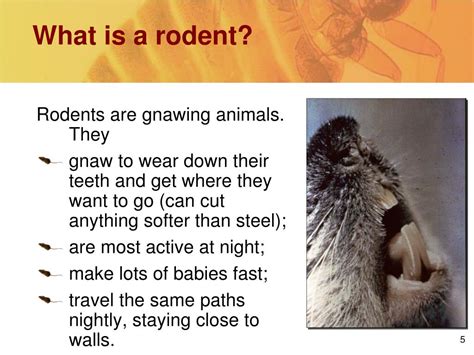 Ppt Rodents Powerpoint Presentation Free Download Id5654611