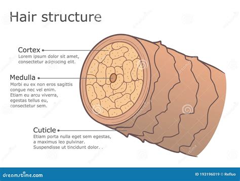 Inner Ear Hair Cells In The Vestibular System Isometric View 3d