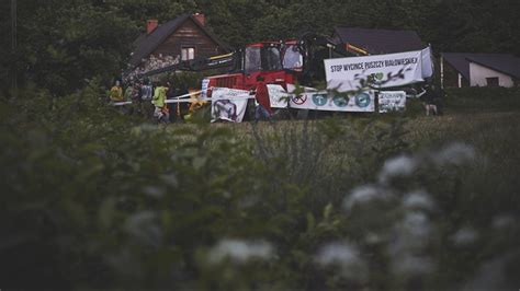 Czwarta blokada wycinki w Puszczy Białowieskiej Aktywiści są w