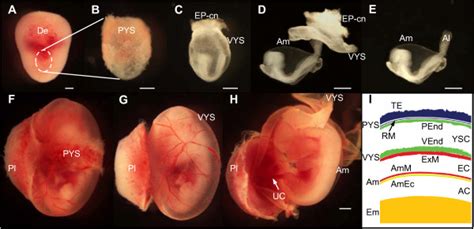 Mouse Yolk Sac