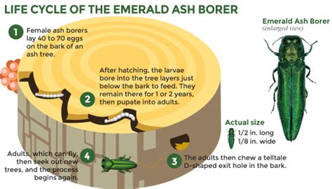 Battling the Ash Borer Beetle