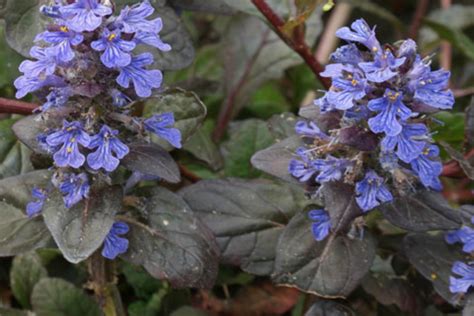 Ajuga Reptans „atropurpurea