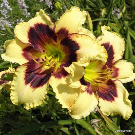 Wild Horses Daylily Striking Blooms Oakes Daylilies