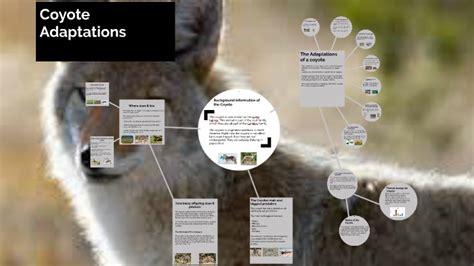 Coyote Adaptations by Daniel Lee on Prezi