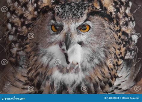 A Hungry Female Eagle Owl Eagerly Devours Swallows Absorbs A Mouse