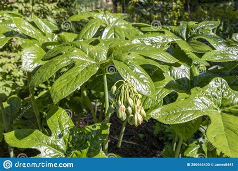 Mayapple Podophyllum Peltatum Stock Photo Image Of Mandrake Leaf