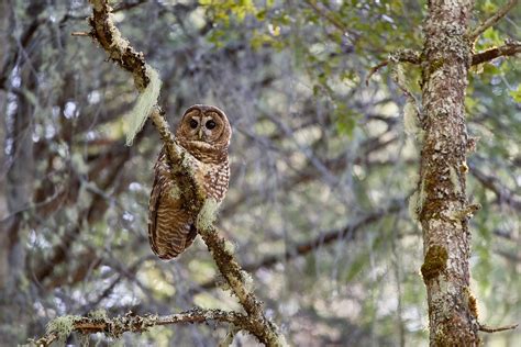 Spotted Owl Audubon Field Guide