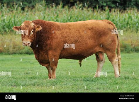 pedigree south devon cattle Stock Photo - Alamy