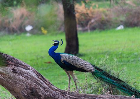 Peacock Pictures In Rain