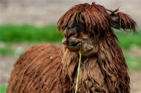 Animals in Peru - Moja fotografija