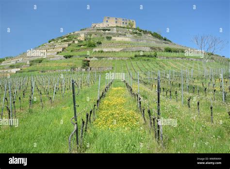 Castle Ruin Staufen Im Breisgau Stock Photo Alamy