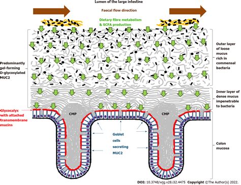 Colon Mucus In Colorectal Neoplasia And Beyond