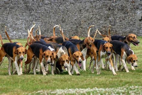 Les 10 Meilleurs Chiens De Chasse En Meute