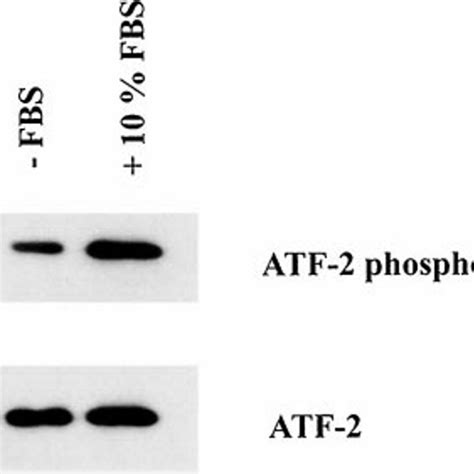 Serum Stimulation Of Rcs Cells Enhances Atf 2 Phosphorylation Rcs