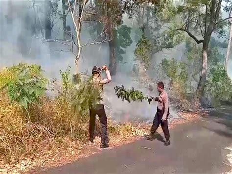 Hutan Lindung Egon Ilinmedo Sikka Terbakar Lagi Ini Penyebabnya