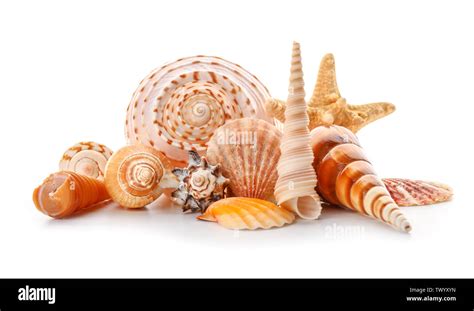 Beautiful Sea Shells On White Background Stock Photo Alamy