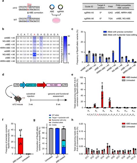 In Vitro Screening And In Vivo Validation Of Enhanced Base Editing With