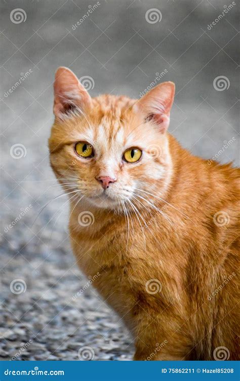 Orange And White Tabby Cat With Amber Eyes