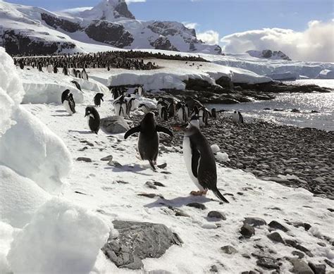 Antarctica Cruises 2023 to 2025 - Cruise Destinations | Jetline Cruise