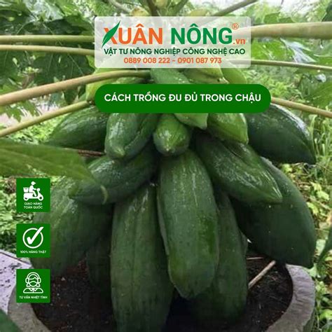 cach trong du du trong chau  trai quanh nam