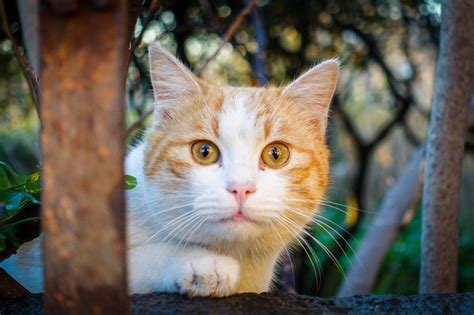 Lancia Il Gatto Dal Balcone Signora Denunciata Per Maltrattamenti