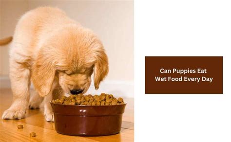 Can Puppies Eat Wet Food Every Day? [Learn from Expert] | Puppy Aware