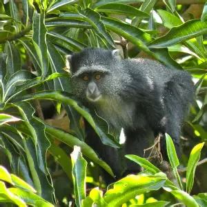 Blue Monkey - Facts, Diet, Habitat & Pictures on Animalia.bio