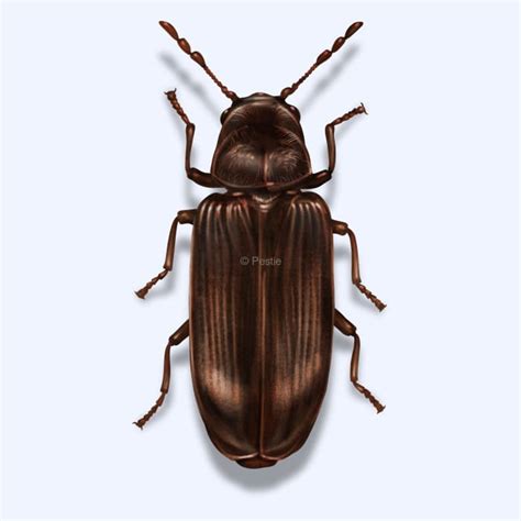 How to identify and get rid of wood-boring beetles