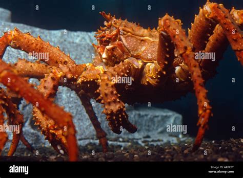 Alaskan King Crab Underwater View Stock Photo Alamy