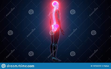 3D Abbildung Der Anatomie Des Menschlichen Skeletts In Axiale Knochen