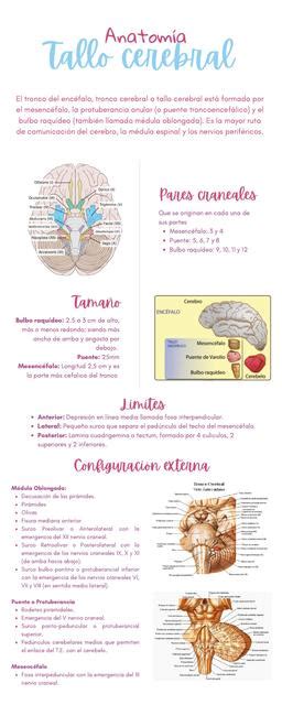 Tallo Cerebral Fisio Dalu UDocz