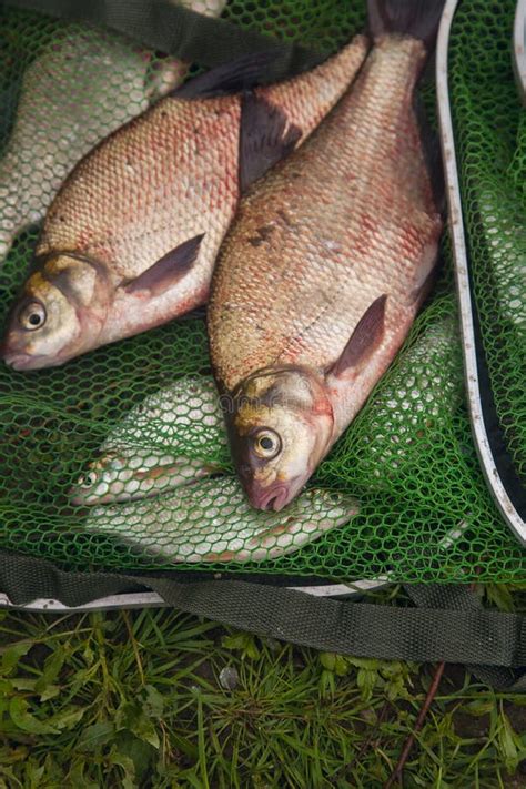 Two Big Freshwater Common Bream Fish On Green Fishing Net Stock Image