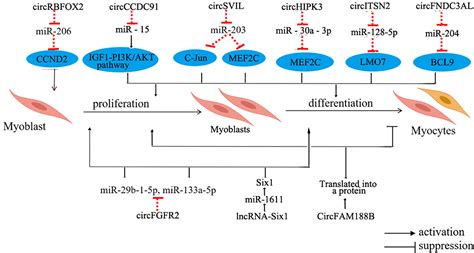 Frontiers Molecular Mechanisms Underlying The Impact Of Muscle Fiber