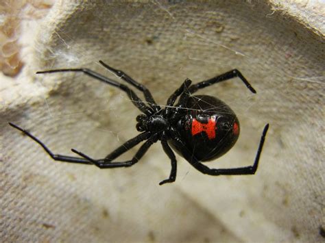 Widow Spider - Black Widow Information for Kids