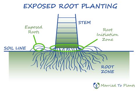 Root System Of A Palm Tree