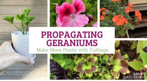 How to Propagate Geraniums: Taking Cuttings to Make New Plants