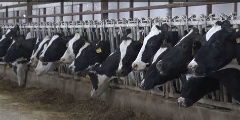 Large Dairy Operations To Move Into North Dakota Edairy News English