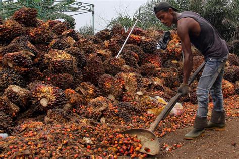 Industri Sawit Malaysia Berjuang Lawan Corona Tikus Dan Kurang Buruh