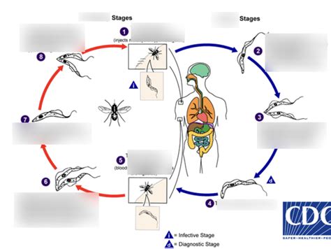 Trypanosoma Gambiense Lifecycle Diagram Quizlet