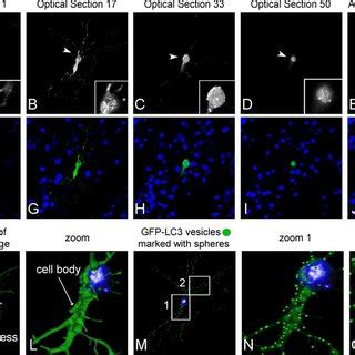 Confocal Imaging And Three Dimensional Model Reconstruction Of Neuron