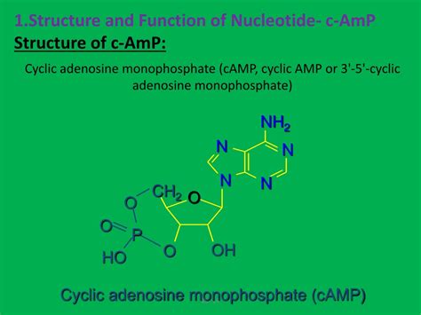 Ppt 1 Structure And Function Of Nucleotide C Amp 2 Structure And