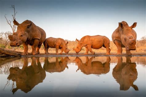 Two Baby Rhinos Challenging Each Other At A Pond Stock Image Image Of